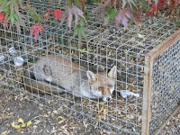 surrey fox control 377577 Image 3